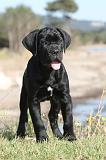 CANE CORSO 408